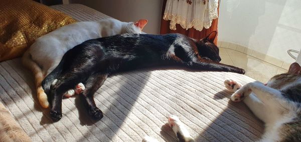 High angle view of cat sleeping on floor at home