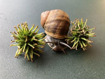 High angle view of shell on table