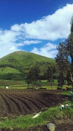 Scenic view of agricultural field against sky