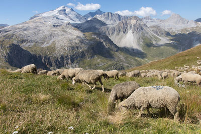 Herd of sheep in transhumance in the alps in summer in the parc de la vanoise in haute tarentaise
