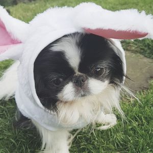 Close-up of dog wearing bunny ears headband on grassy field