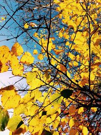 Low angle view of autumn trees