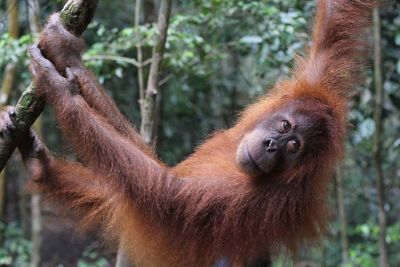 Sumatran orangutan hanging on tree