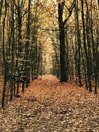 Trees in forest