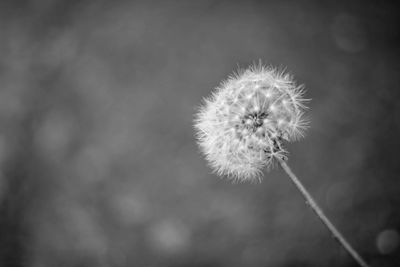 Close-up of dandelion against blurred background