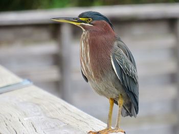 Close-up of gray heron perching on floor