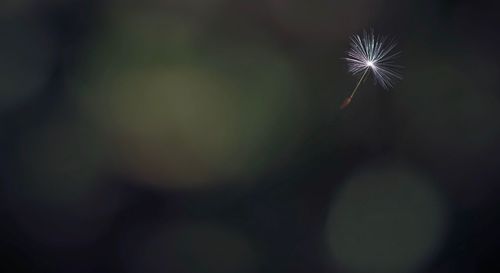 Close-up of dandelion against sky at night