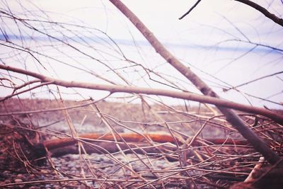 Bare trees against sky