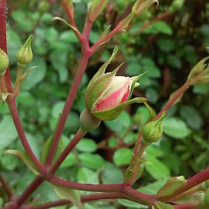 Close-up of red flower