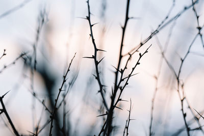 Low angle view of dry plant with spines against sky