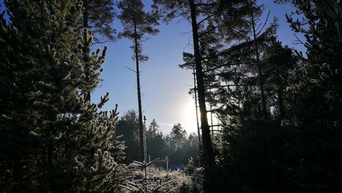 Trees in forest against clear sky