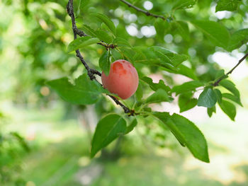 Close-up of red berries on tree