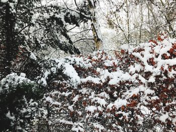 Close-up of snow covered tree in forest