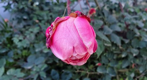 Close-up of pink rose