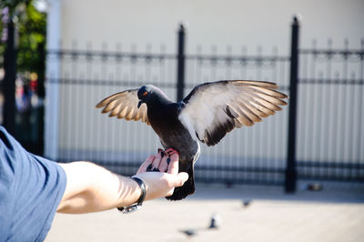 Low angle view of seagull flying