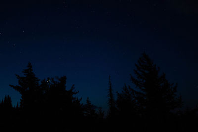 Low angle view of silhouette trees against sky at night