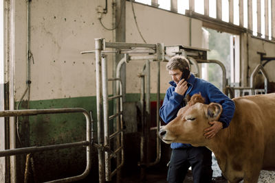 Farmer talking on mobile phone and stroking cow at cattle farm
