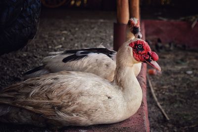 Close-up of duck on field