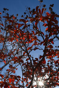 Low angle view of trees against sky