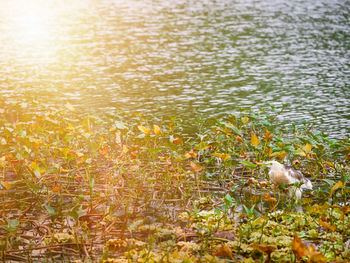 Birds swimming in lake