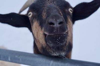 Close-up of goat