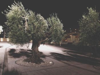 Road along trees at night