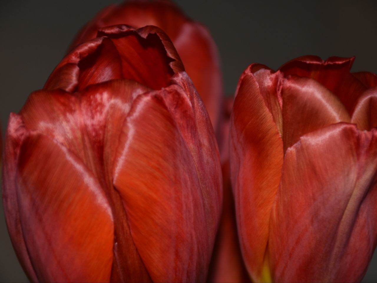 •√ EyeEm Masterclass Flower Collection Eye4photography  Tranquil Scene Popular Photos Springtime Dubleexposure Tulips Flower Flower Head Red In Bloom