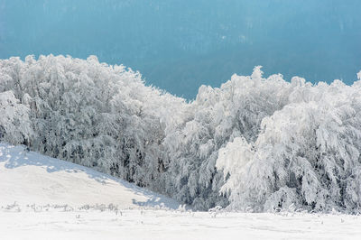 Scenic view of snow covered trees