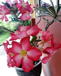 Close-up of pink flowers blooming on tree