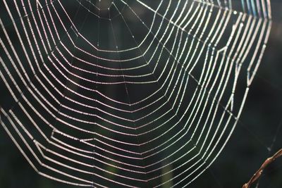 Close-up of spider web