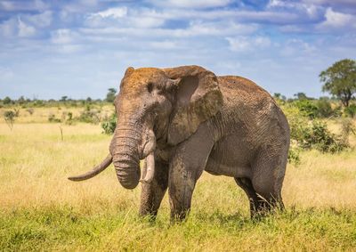 Elephant in a field