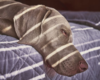 Portrait of a weimaraner sleeping in the light pattern produced by blinds on a sunny day.