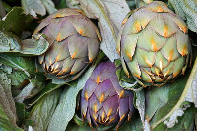 Close-up of vegetables