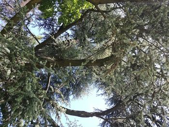 Low angle view of trees in forest