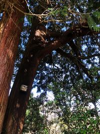 Low angle view of trees in forest