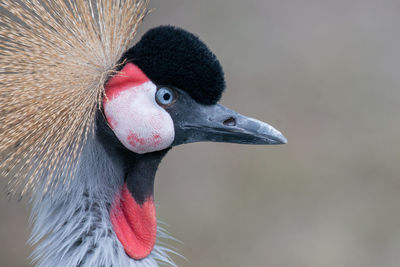 Close-up of black bird