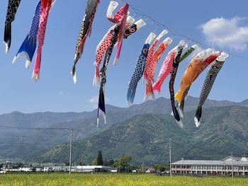 Azumino spring koinobori