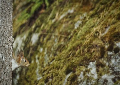 Close-up of squirrel