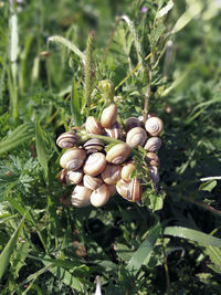 Close-up of eggs on field