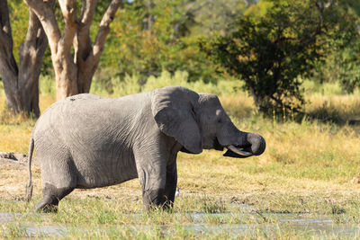 Side view of elephant standing on field