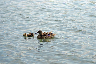 View of ducks swimming in lake