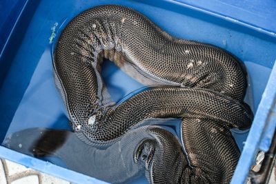 High angle view of snake in blue container with water