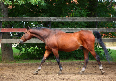 Horse standing in ranch