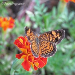 Close-up of butterfly on flower