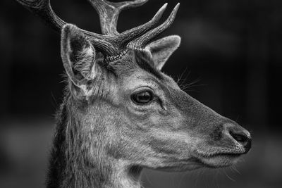 Close-up of deer