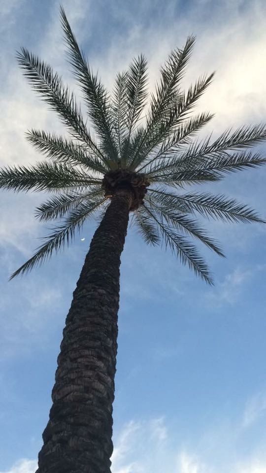 low angle view, sky, tree, palm tree, tree trunk, cloud - sky, cloud, tranquility, nature, growth, blue, beauty in nature, day, outdoors, sunlight, no people, branch, tranquil scene, cloudy, scenics