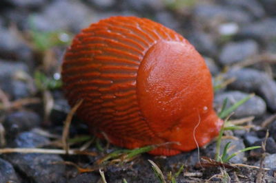 Close-up of fly agaric mushroom on field