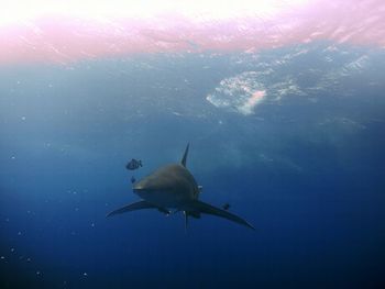 Fish swimming in sea