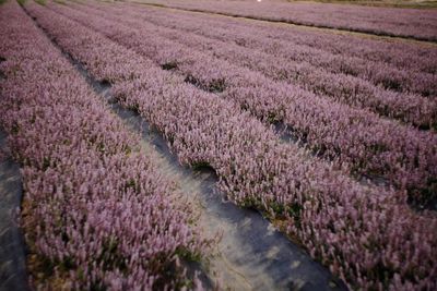 High angle view of flowering plants on field