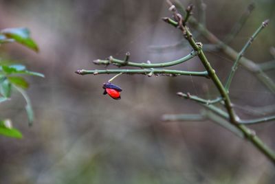 Close-up of ladybug on plant